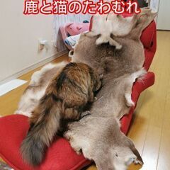 🔥キャンプ用　ラグマット　鹿毛皮🦌🦌🦌　スモ−ルサイズ　最高級な毛並み💌