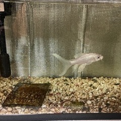 ヒレナガゴイ　鯉