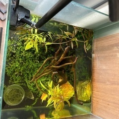 ミナミヌマエビとせせらぎビオトープ水槽