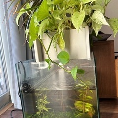 ミナミヌマエビとせせらぎビオトープ水槽