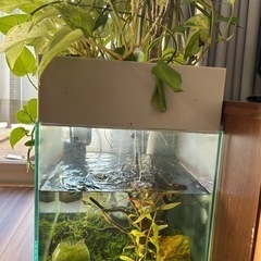 ミナミヌマエビとせせらぎビオトープ水槽