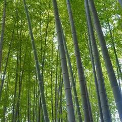 竹を伐採しますので、必要な方がいらっしゃれば？