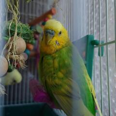 ２羽のインコ