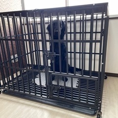 犬用ケージ　スチール製　大型犬ケージ
