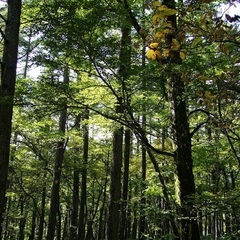 森林伐採　造成の画像