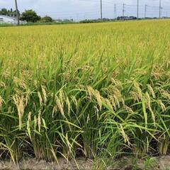 新米令和5年度産 千葉県産 ｢粒すけ｣ .｢ミルキークイーン｣混...