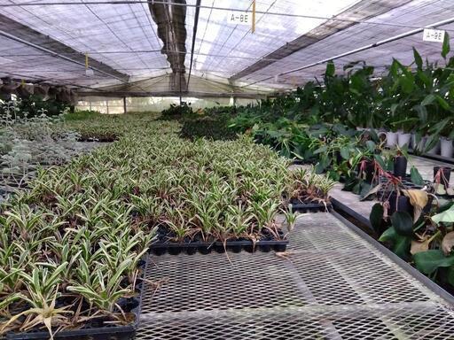 観葉植物色々