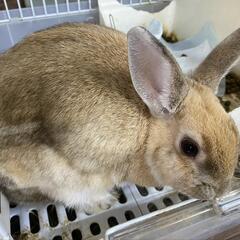 ミニウサギ − 福岡県