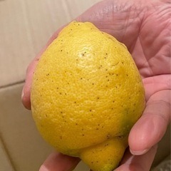 無農薬レモン1個→50円