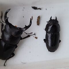 配送も可】天然オオクワガタ ペア 山形県産 - その他 