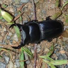 【配送も可】天然オオクワガタ ♂♀♀ 山形県産-2