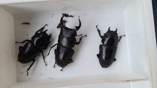 【配送も可】天然オオクワガタ ♂♀♀ 山形県産-2