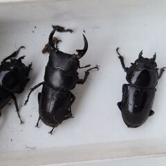 トヨタ純正ホイール　195 65 15  スタッドレス　ノア　ヴォクシーなど-【配送も可】天然オオクワガタ ♂♀♀ 山形県産-2