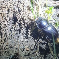 トヨタ純正ホイール　195 65 15  スタッドレス　ノア　ヴォクシーなど-【配送も可】天然オオクワガタ ♂♀♀ 山形県産-2