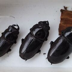 【配送も可】天然オオクワガタ ♂♀♀ 山形県産-4