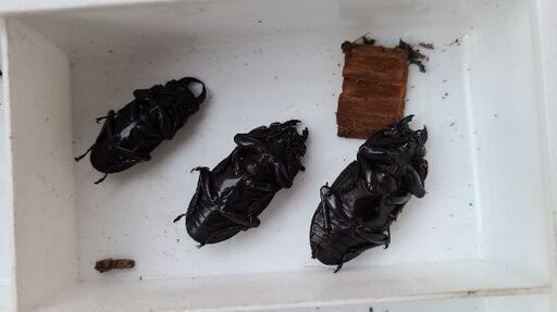 配送も可】天然オオクワガタ ♂♀♀ 山形県産-4 - その他 