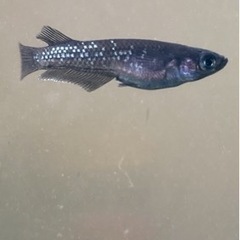 ミッドナイトフリル幼魚（漆黒）ブルーラムズホーン20匹