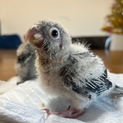 (決定しました)ウロコインコ　ヴァイオレットインブルー　