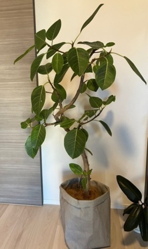 観葉植物　フィカス・アルテシーマ　大型