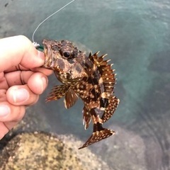 平日の海釣り友達募集🎣 - メンバー募集