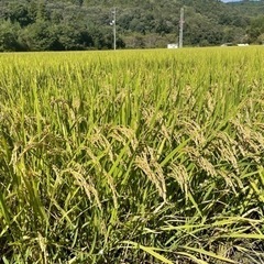 無農薬玄米　今年いっぱいで受付終了とします！　30キロ