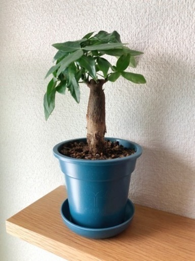 観葉植物　パキラ　24cm　ブルーカラーの3.5号の鉢と受け皿付き
