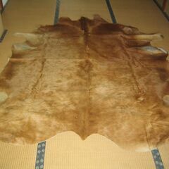 牛毛皮のカーペット（ラグ）  本革　剥製革