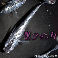 黒ファンタ　稚魚１０匹＋α　②