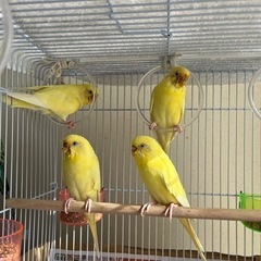 セキセイインコ　ルチノー（メス）2歳里親募集