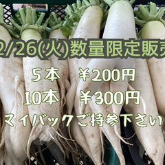 12/26（火）規格外(群馬県伊勢崎市産)　青首大根　数量限定の...