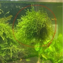 水草　ウィーピングモス1