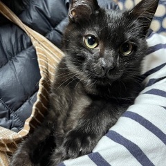 黒猫3ヶ月🫶✨