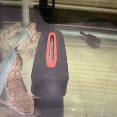 値下げ交渉可！90cm水槽☆