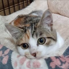 みけねこのポケミちゃん😻