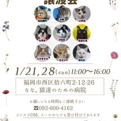 1/28 ねこ組🐾福岡中央譲渡会　なな。猫達のための病院