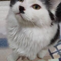 飼い主さん募集してます