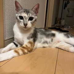 美形の縞三毛（パステル）のサビちゃんの画像