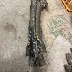残り2セット原木しいたけ菌打込み済み細い木5本束