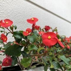 植物　トゲなしハナキリン