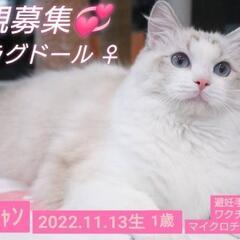 里親様決定 ｱﾘｶﾞﾄｳｺﾞｻﾞｲﾏｼﾀ!!ラグドール ♀🐈ウル...