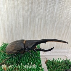キャンセルが出たため再投稿早い者勝ち！チャンス‼️ヘラクレス 