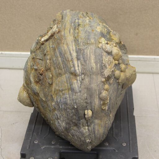 鑑賞石 流紋岩 約25㎏ 原石 飾石 水石 天然石 (R2352nxY)