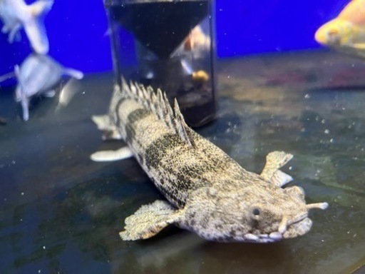 ポリプテルスエンドリケリーロングフィン約30cm - その他 