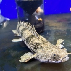 ポリプテルスエンドリケリーロングフィン約30cm