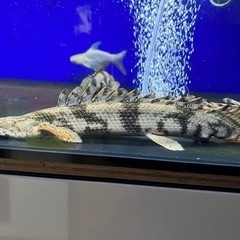 ポリプテルスエンドリケリーロングフィン約30cm