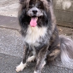 秋田犬　長毛　里親募集