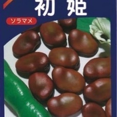 珍しい赤そら豆の苗２株３００円