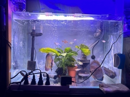 60cmハイタイプ水槽