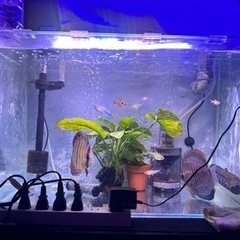 60cmハイタイプ水槽