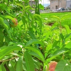 大きい白鳳もも🍑の果樹五年目